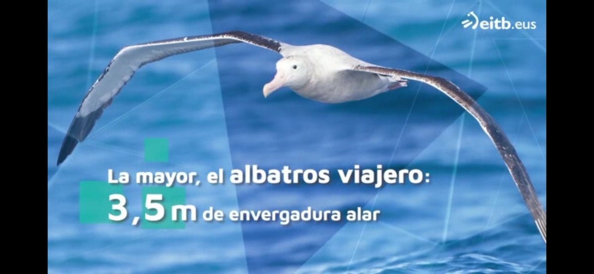 SvanaRogalla's tweet photo. Talked about my PhD project in the Basque/Spanish TV today 📺. I explain how color can affect flight performance in birds 🦅, a study published in @RSocPublishing #Interface https://t.co/L9oZfonWi2 together with @MichalNicola1 &amp; Sara Porchetta in @mdshawkey lab &amp; @vki_vonkarman https://t.co/6KEOQdxpLF