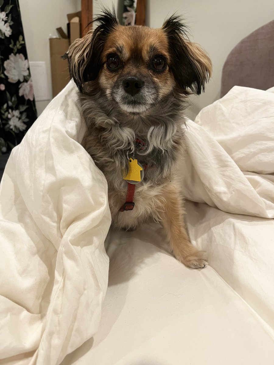 Florence Pugh 🤝 My dog Ruthie on the duvet