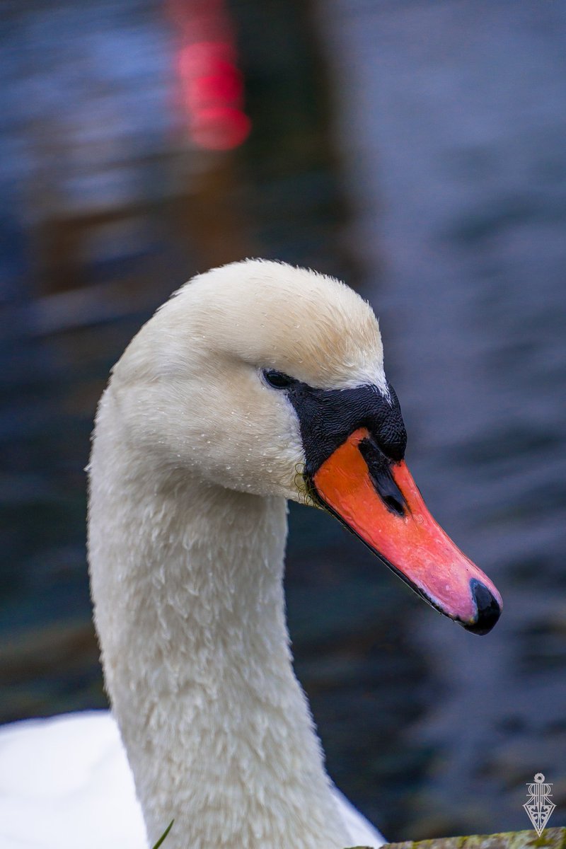 Vortex_Rb's tweet image. #SWAN #city #life #love #photography #photograph #birds