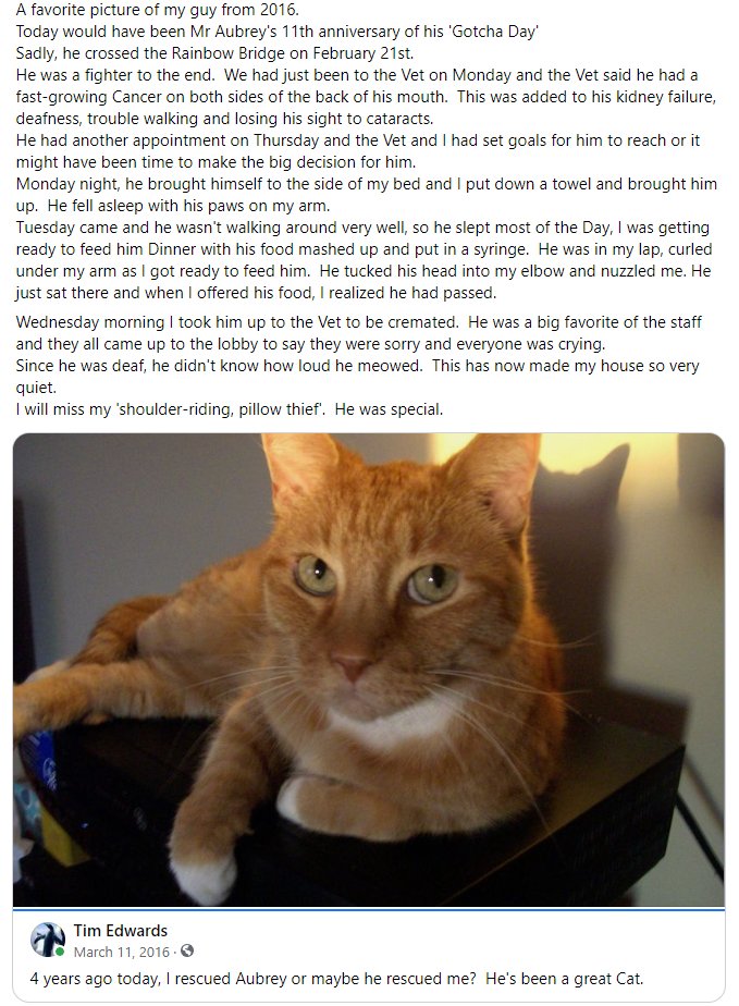 Kikis_Human's tweet photo. #myrescuestory #purinacatchow I haven't posted in long time, so I don't even know if these tags still work.  I used to post about 'my group' of rescue kitties. I lost Kiki in August and Mr Aubrey a few weeks ago, so I am updating anyone that used to follow the Group. https://t.co/ZO1GnRh13d