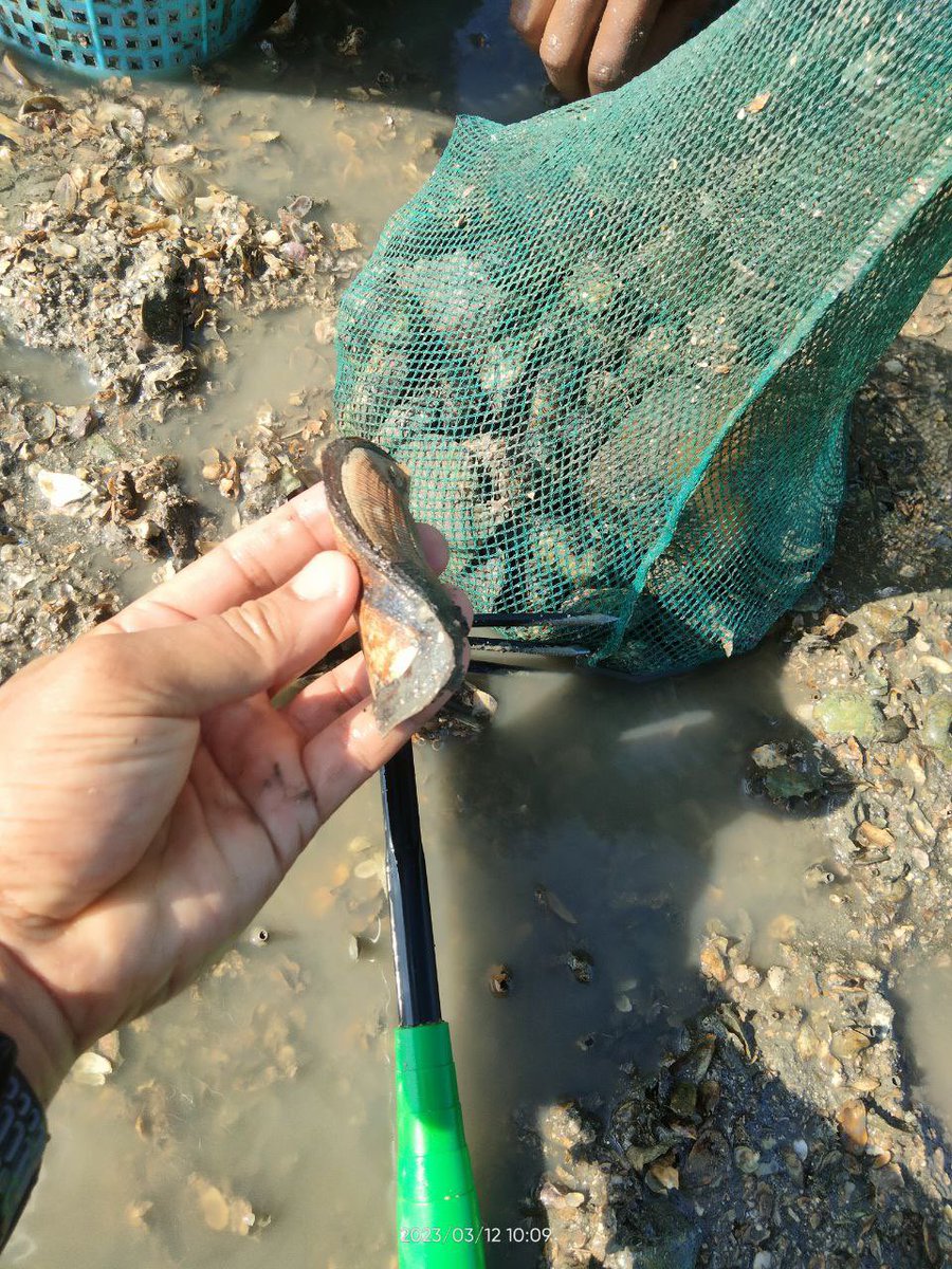 TrashHeroPerlis's tweet photo. #107 Trash Hero Perlis Cleanup @ Pulau Ketam, Kuala Perlis
12/3/2023 (Ahad) seramai 7 orang termasuk 2 kanak-kanak berjaya mengutip sebanyak 3.7kg sampah dalam masa yang sama mereka juga mengutip siput. HERO2 kali ini terdiri daripada Trash Hero sendiri. https://t.co/Re2eEO6Q24