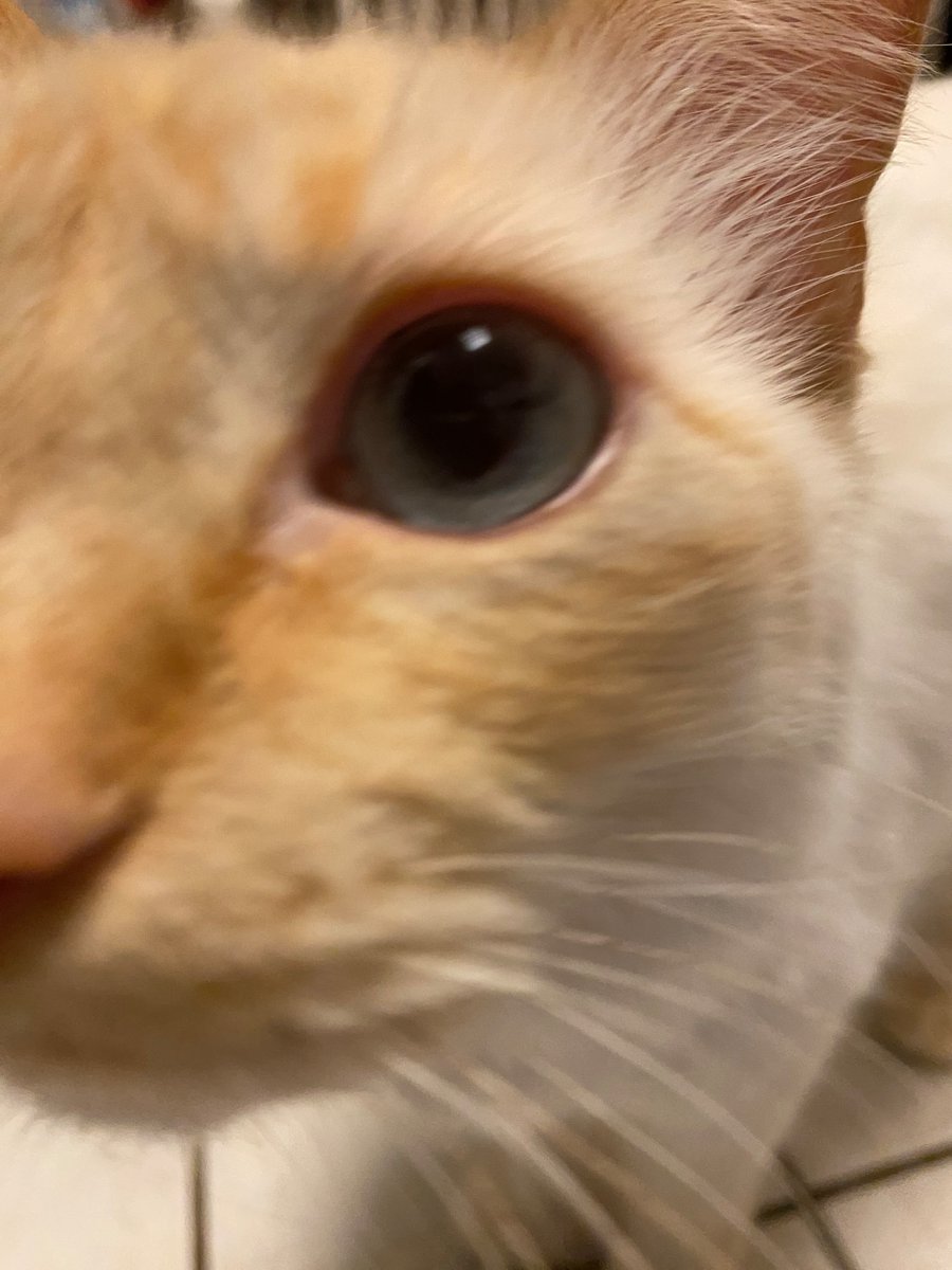 MabeltheCat7's tweet photo. Would you like a kiss? Just this once, as a treat. https://t.co/IDjdkvJqZI
