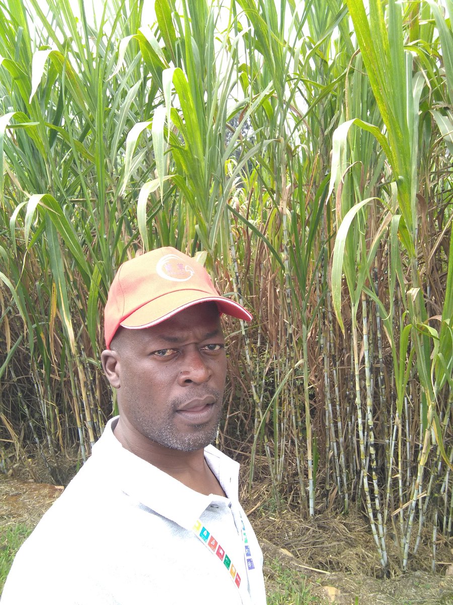 #Juncao technology is growing the juncao grass for use as #mushroom and mushroom spawn growing substrate, for feeding animals, stop erosion and water conservation, making biogas and electricity and desertification control
<a href="/MediaHa2/">Mediatrice HA.</a> <a href="/IngenziD/">Ingenzi Mushroom Dealers</a> <a href="/JayNjii/">Jay Njii</a> <a href="/MupasoNyasha/">Mupaso Nyasha</a>