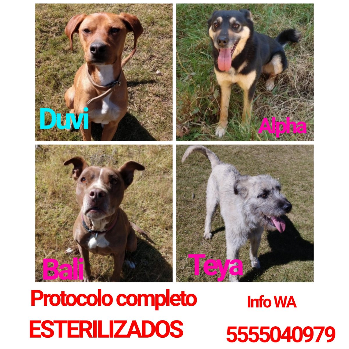 Dcyon's tweet photo. Nos Ayudas por fa? BUSCAMOS HOGAR! Los animales adultos y/o viejos también necesitan hogares #AdoptaNoCompres #OptaPorAdoptar #Adopcion #CDMX https://t.co/Kj1xKbWACk