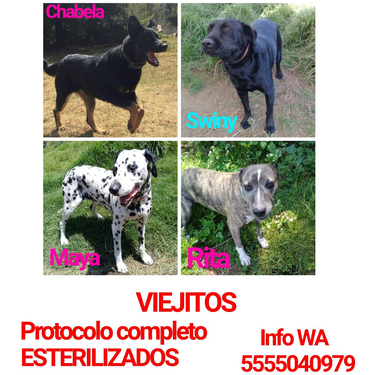 Dcyon's tweet photo. Nos Ayudas por fa? BUSCAMOS HOGAR! Los animales adultos y/o viejos también necesitan hogares #AdoptaNoCompres #OptaPorAdoptar #Adopcion #CDMX https://t.co/Kj1xKbWACk