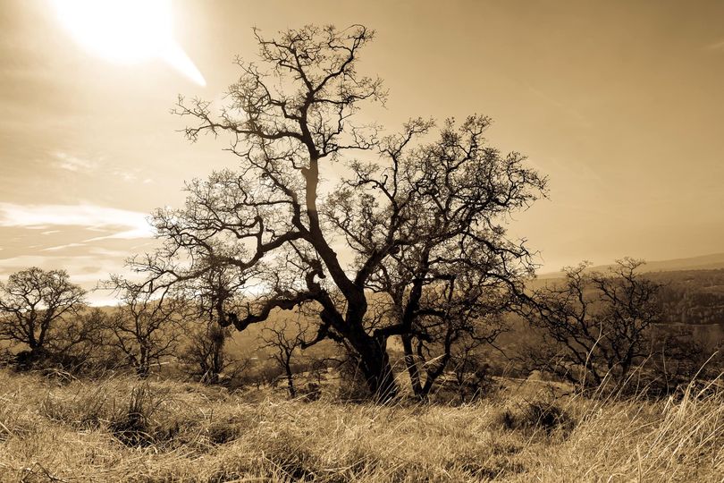 TruncaliJohn's tweet photo. #vaping has given me the ability to return to my #passion #hiking & #photography As a two-pack-a-day smoker the last thing I was going to do was #hike up a #mountain to take a photo of a #tree 😁 @FDATobacco #MyLifeCounts
#vapingsavedmylife #landscapephotography https://t.co/yHdd0fCaU1
