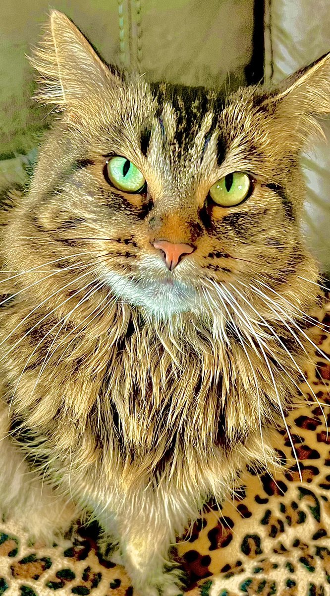 TheWorldEyeSee's tweet photo. And the A-Cat-Emy Award Goes to…Martini May 🤣🤣🤣 👏🏻#theworldaseyeseeit #capturethemoment #sodramatic  #thatface #catitude #catphotography #myspiritanimal https://t.co/r8vkgBsfpL