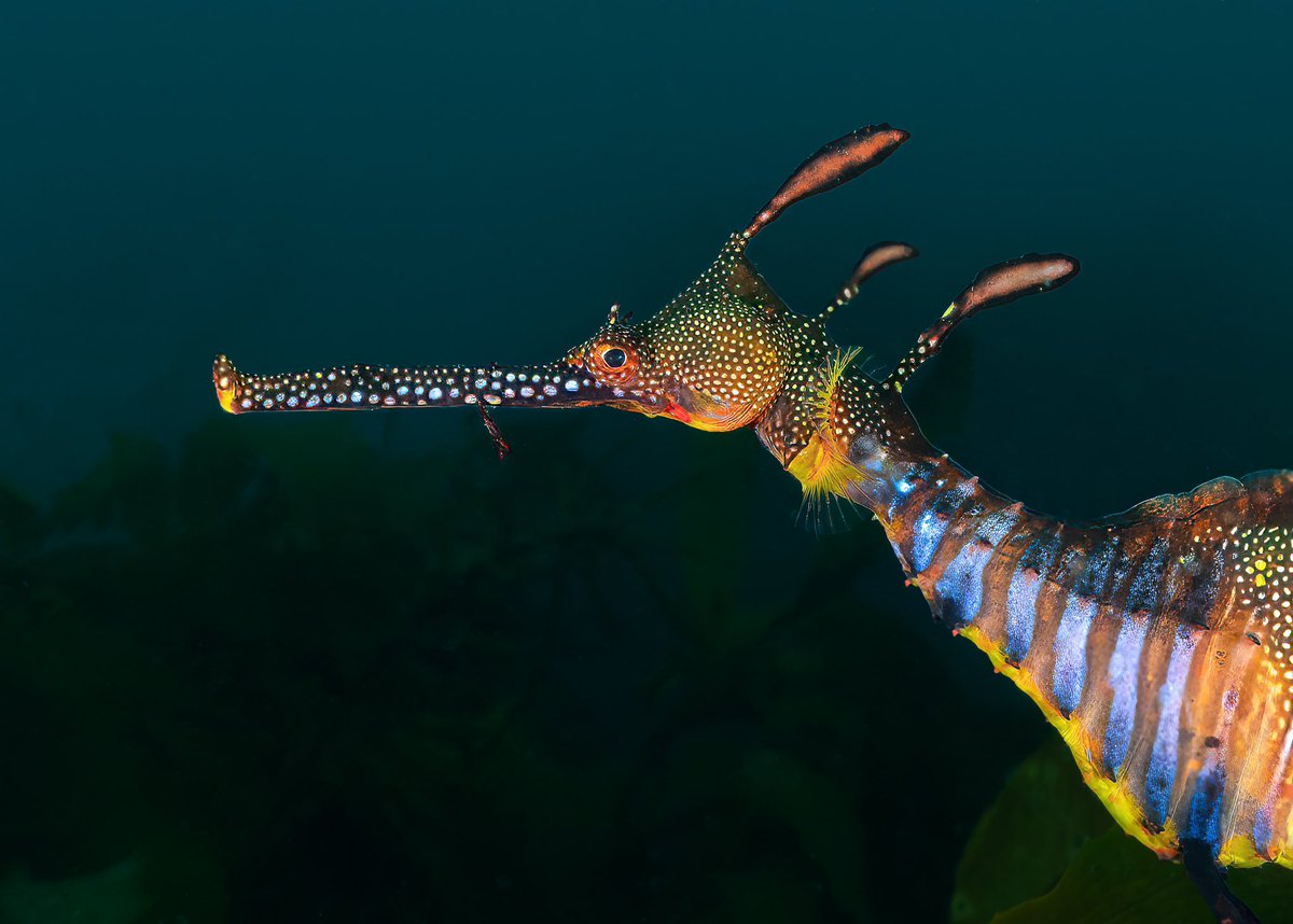 Portrait mode. The face of the common (weedy) #seadragon, Phyllopteryx taeniolatus, doesn’t need any makeup as it has some spectacular natural patterns and coloration. Check out that hairstyle! No wonder it is a favorite species of the #greatsouthernreef