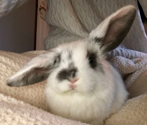 RabbitEveryHour's tweet photo. https://t.co/cAPbaSvTw3