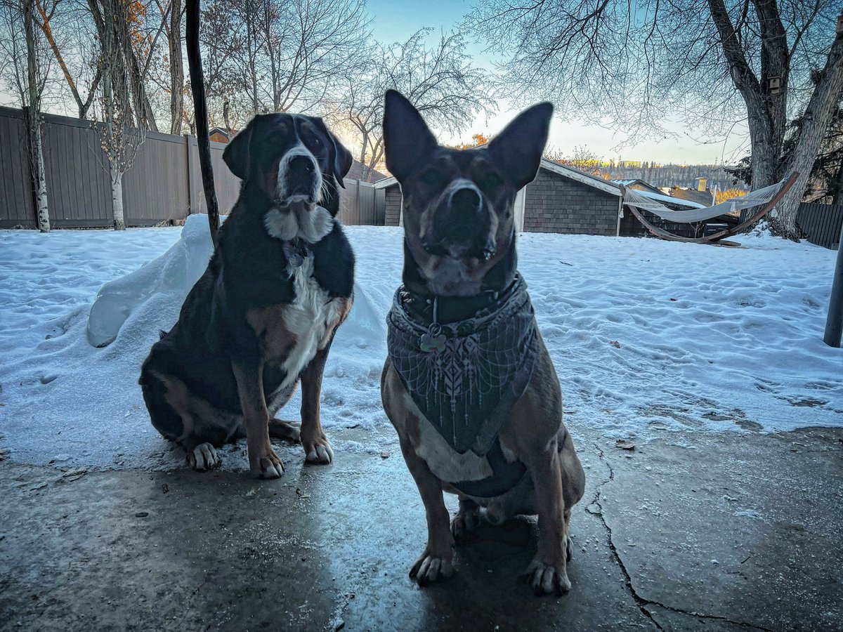 mygnarlybeard's tweet photo. Piper & Michelangelo
#Roomies #Pals4Life https://t.co/8A7pqpAmsk