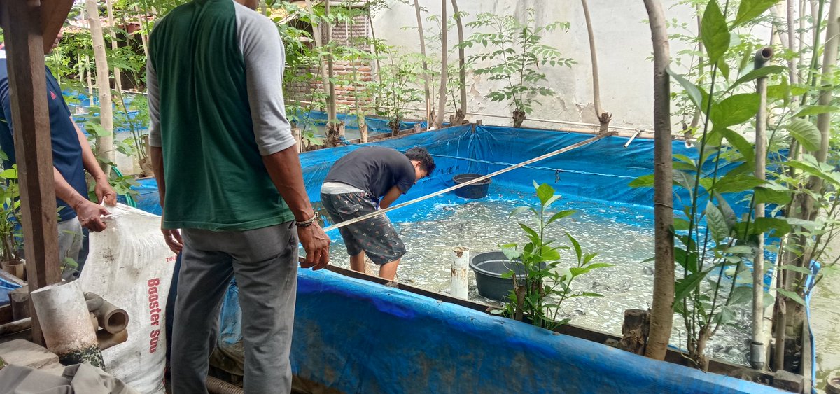 dediichtiarso's tweet photo. Senin, 13/3/2023 Anjangsana Pokdakan Mutiara Berkah Jaya Desa Kedungtukang Kecamatan Jatibarang Kabupaten Brebes akses pasar panen ikan lele sebanyak 250 kg harga jual Rp. 20.500/Kg 
#GiatLuhkanSatminkalTegal
#Luhlapor
#dinkanbrebes
#BRSDMKP https://t.co/5yZb13QkBk