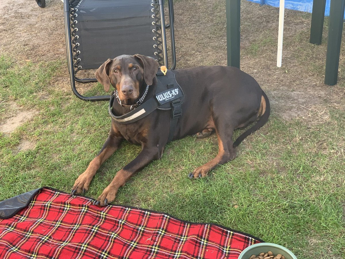 dancinqueen199's tweet photo. Go Archie l! Do it for the Dobermanns #cufts @Crufts #Archie https://t.co/agQAEUyUGM