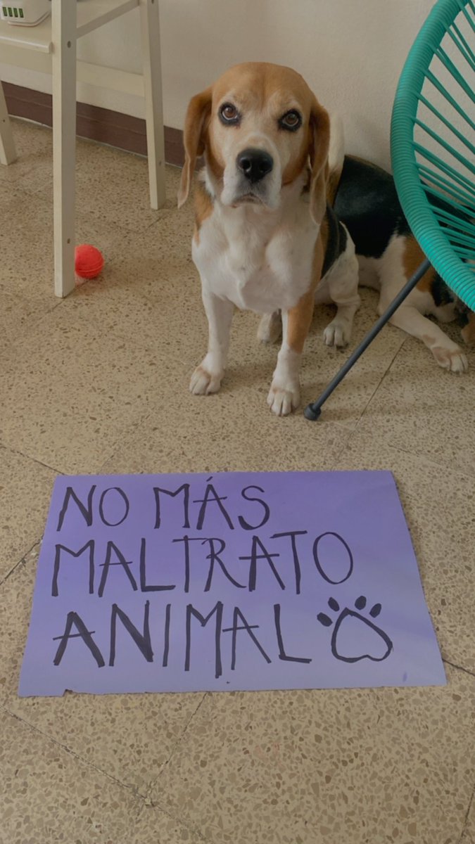 Patitadechucho's tweet photo. ¡Nos vemos hoy! 🐾 https://t.co/EvzWZyF91Y