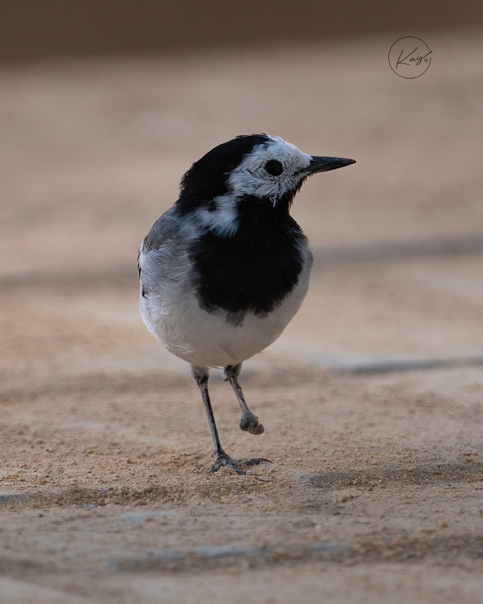 kishore4k's tweet photo. Say hello to this #unique Uniped Wagtail #bird! Despite its unusual appearance, this little guy is a skilled flyer and can be found near #freshwater sources. It clicked when I was crossing the park.
Fun fact: #wagtail's long tail helps it balance while perched on rocks and branch https://t.co/2eyTXdntmB