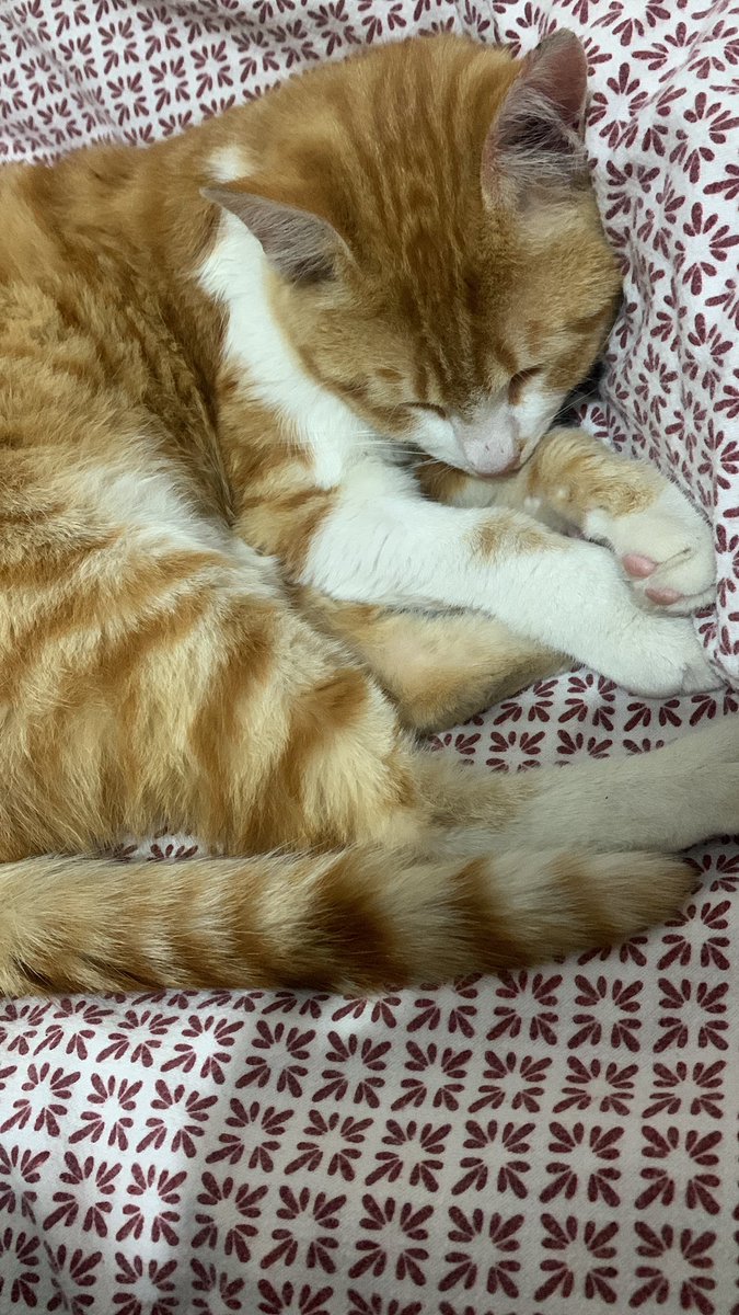 Artık kedi anasıyımmmm