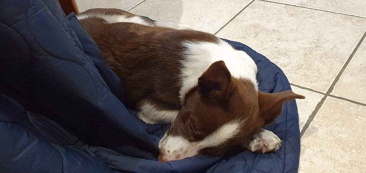 DevonCollieCrew's tweet photo. #Sunday snoozing 💤💤💤

#dogs #SundayMotivation #dogsoftwitter https://t.co/0d3F2vyniT