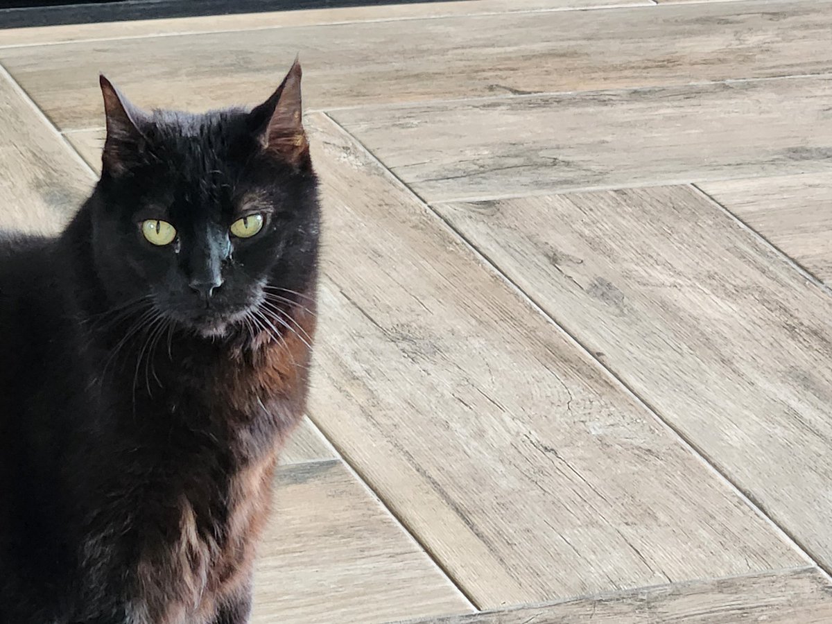 alexisohanian's tweet photo. Here's a photo of my cat, Karma. I adopted her as a kitten in Brooklyn over a decade ago and now she's retired, living on my family farm in Florida. https://t.co/oLxAM2ghKr