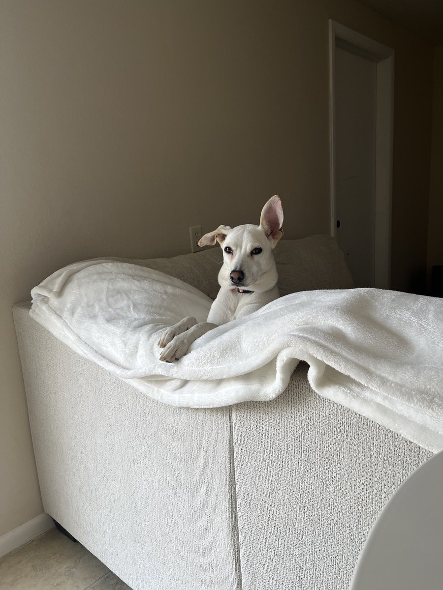 🤍🐾