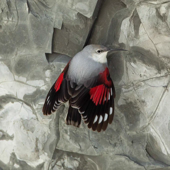 I have lots but the wallcreeper is so high on the list just LOOK AT HIM 