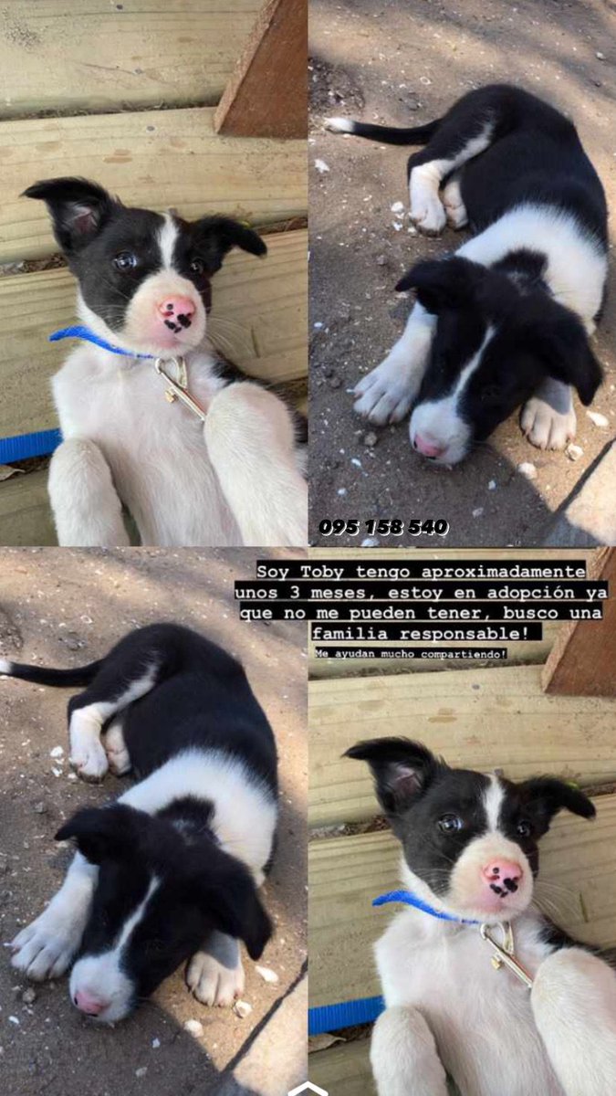 cadamlot's tweet image. La Paloma, Rocha. Miren lo que es