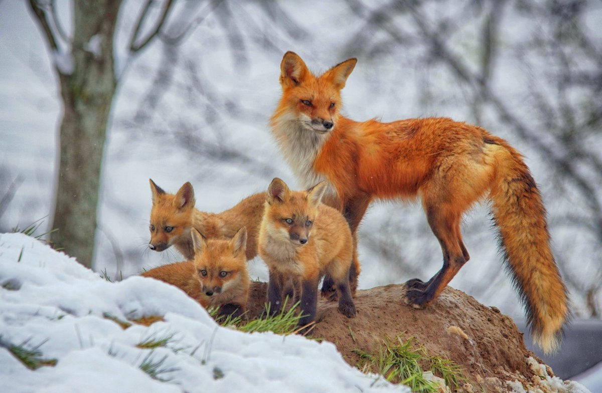 hoppermark's tweet photo. @ROMtoronto has one of the best Contest every year. I love that its open to all. This type of wildlife contest are the best. @ROMtoronto
& #ROMwpyON https://t.co/soE084dfpq