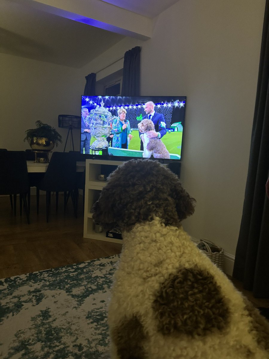 Our #lagotto Lulu super proud of the winner #orca #crufts2023 #crufts