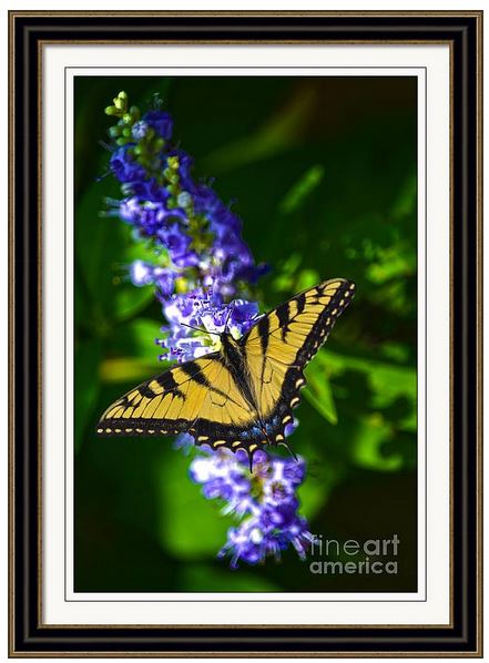 Sandi OReilly @sandioreilly 
Butterfly Bush And The Swallowtail. Available Here: sandi-oreilly.pixels.com/featured/butte…

#butterfly #swallowtail #butterflybush #bush #wings #wallart #decor #AYearForArt #SpringForArt #TheArtDistrict See more #art #prints #products Here: sandi-oreilly.pixels.com