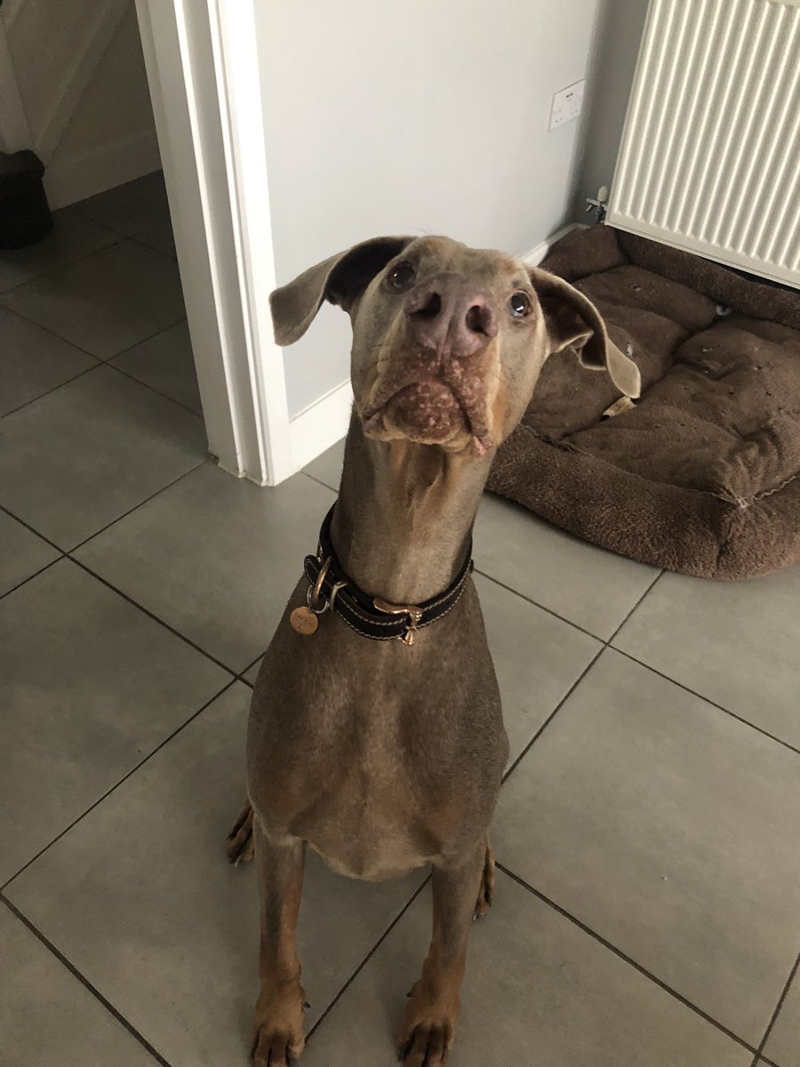 Our winning dog is #Archie 🐾#crufts2023 🙏🏻 the beautiful Doberman