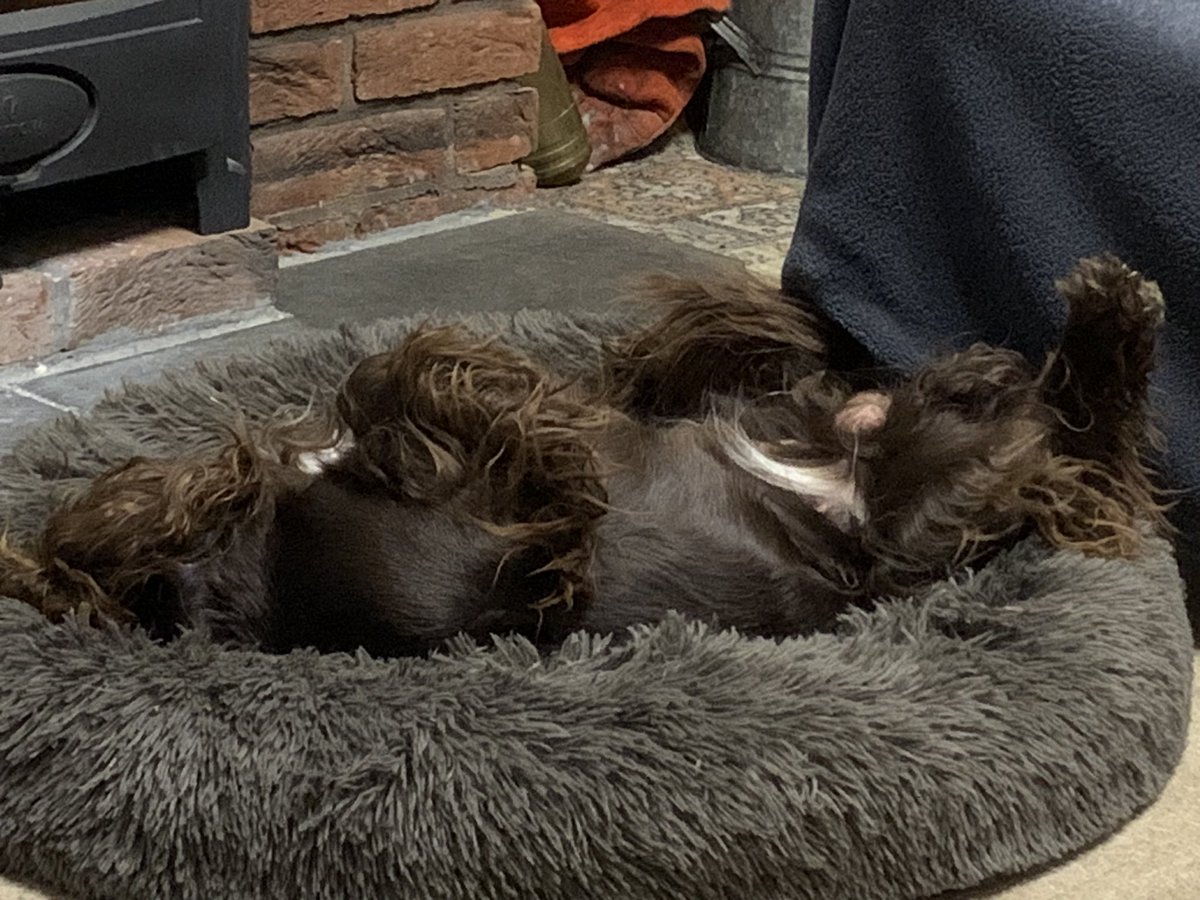DougietheCocker's tweet photo. While a #gundog is being crowned champion at @Crufts I’m having a snooze instead https://t.co/wCb8HQQndK