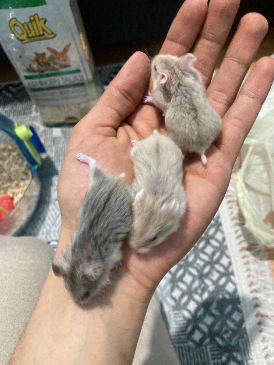 aslialpar's tweet photo. Bu altı tostişten sadece 3üne yuva bulabildik. Veganlara ve tanıdıklarıma yuvalandıracağım. Tüm kentlere getiririm. 😀 İletişim 05432857330, whatsapptan yazın lütfen. https://t.co/ZENVk80b5V