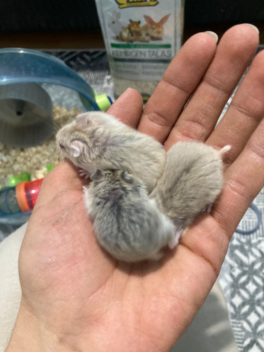 aslialpar's tweet photo. Bu altı tostişten sadece 3üne yuva bulabildik. Veganlara ve tanıdıklarıma yuvalandıracağım. Tüm kentlere getiririm. 😀 İletişim 05432857330, whatsapptan yazın lütfen. https://t.co/ZENVk80b5V
