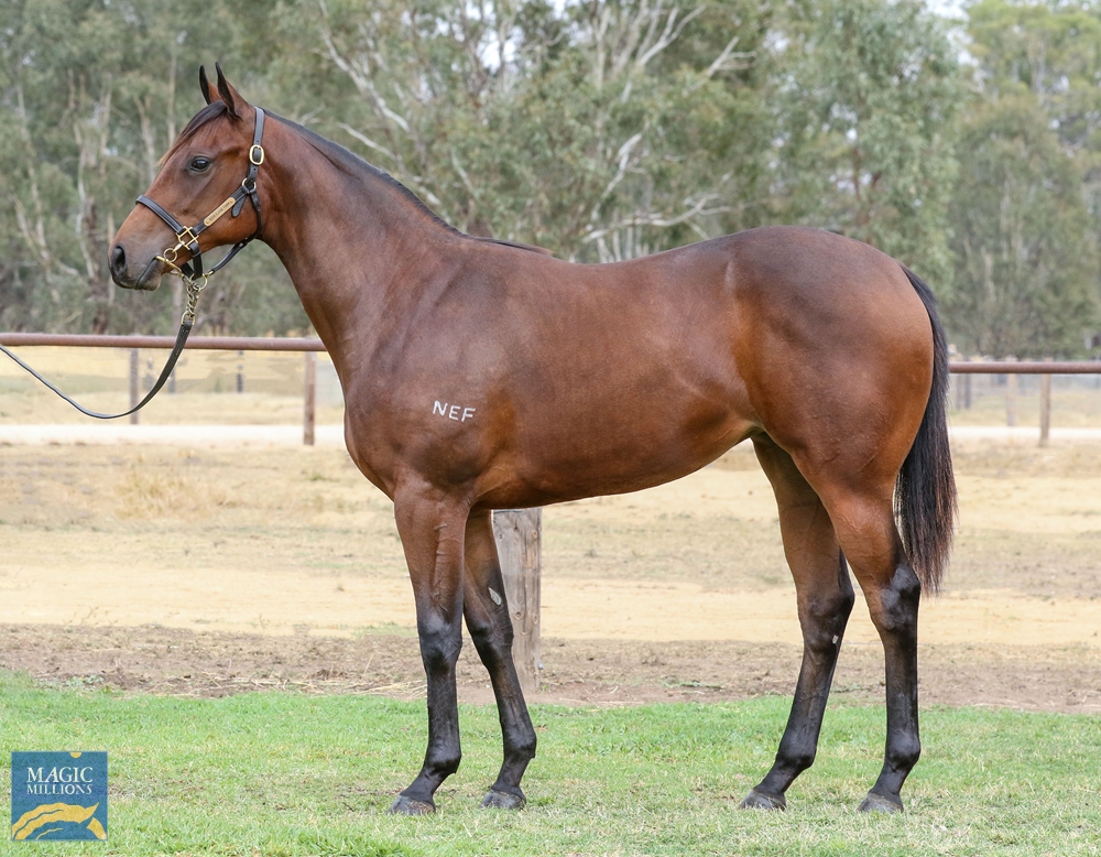 NEF_stud's tweet image. Our #ClassOf2023 yearlings @mmsnippets 

Four select yearlings by #Ilovethiscity

1/2 relations to #Asfoora and #MasterEight