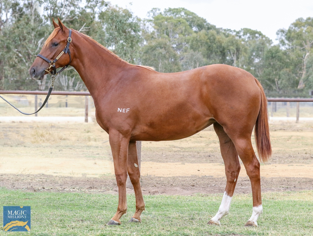 NEF_stud's tweet image. Our #ClassOf2023 yearlings @mmsnippets 

Four select yearlings by #Ilovethiscity

1/2 relations to #Asfoora and #MasterEight