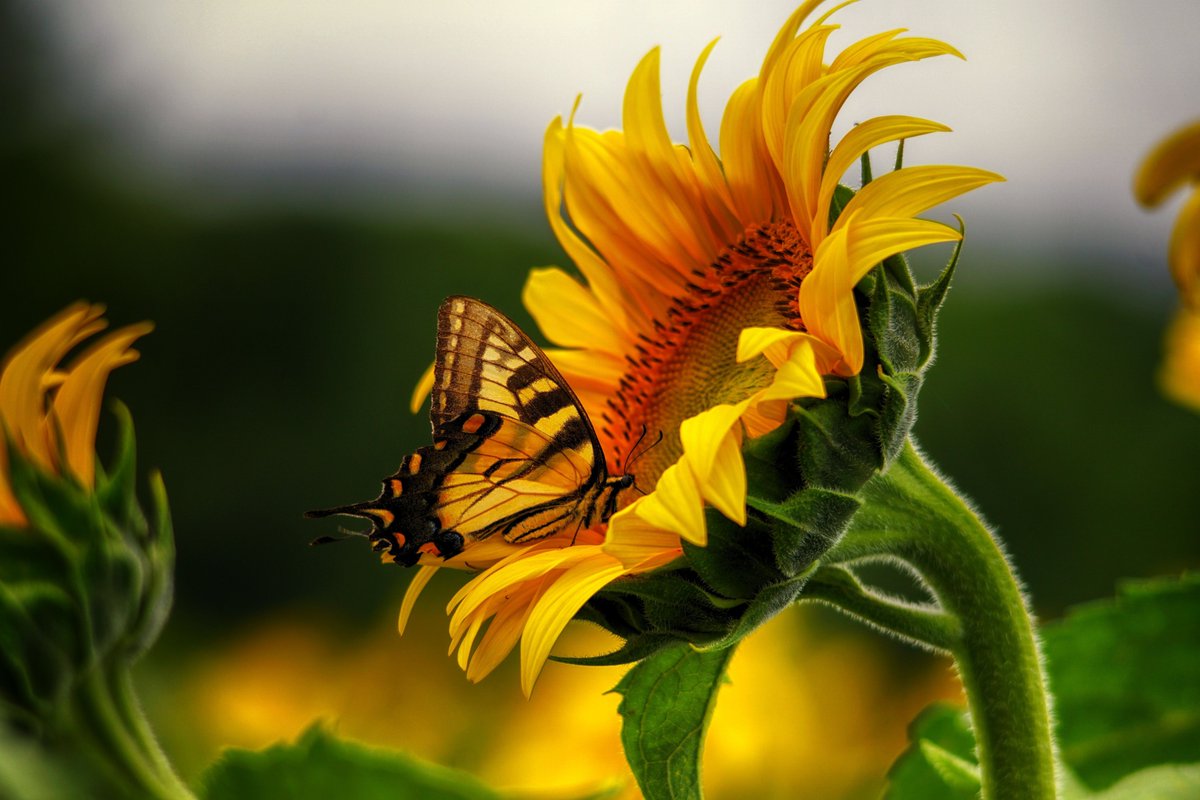 hoppermark's tweet photo. Summer on the way. Wildlife can be many things. @ROMtoronto
& #ROMwpyON https://t.co/LUqJpCjfKp