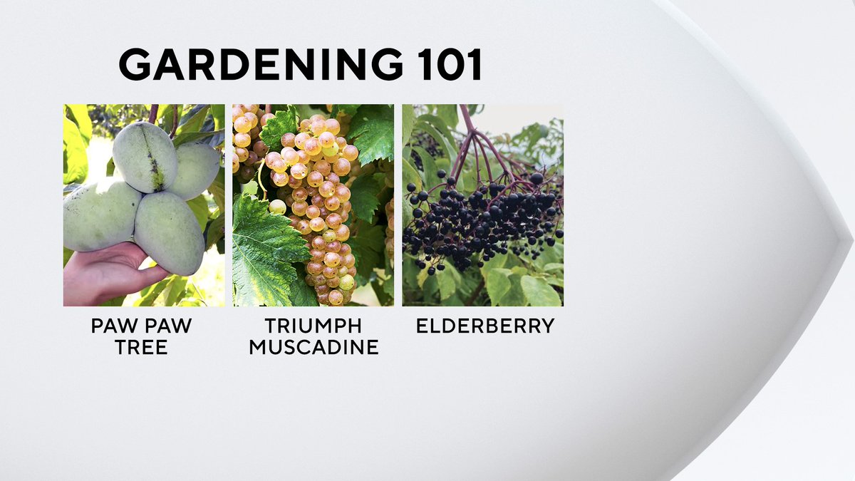cbs11jeffrey's tweet photo. Nine days from the start of Spring. What are you planting? How about some native fruit options? This week's Gardening 101 with @TXPlantGuy 
https://t.co/GvK0ymFpAf https://t.co/I5HuQDhbCl