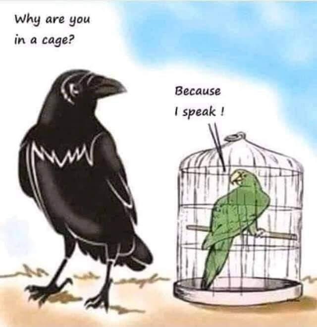 mohaeveryday's tweet photo. Why are you in the cage? https://t.co/8QdueMB3tV