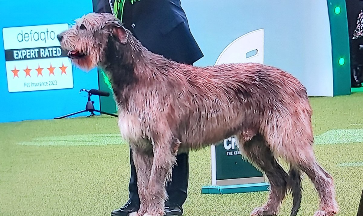 1 of the most worrying things to hear from #crufts2023 was that the Irish Wolfhound is down to 300 worldwide. 🐕