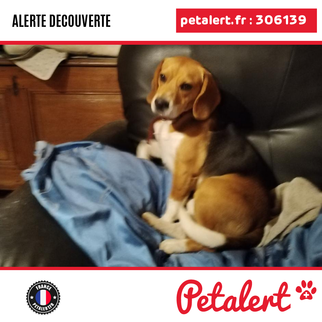 petalert_france's tweet photo. Trouvé #Chien #Vosges #Escles #Petalert  #PetAlert88 / https://t.co/kkQBoSuLYp https://t.co/YzC6yAamkz
