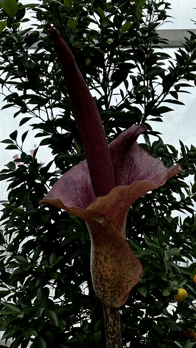 ValleyviewG1970's tweet photo. What’s blooming in the greenhouse? Corpse Flower, known to be the largest individual flower on earth but possibly more know for its pungent fragrance of decaying flesh. 😷🤢 #corpseflower #stinkyflower #smellatownrisk https://t.co/E8Ik2Jw95H