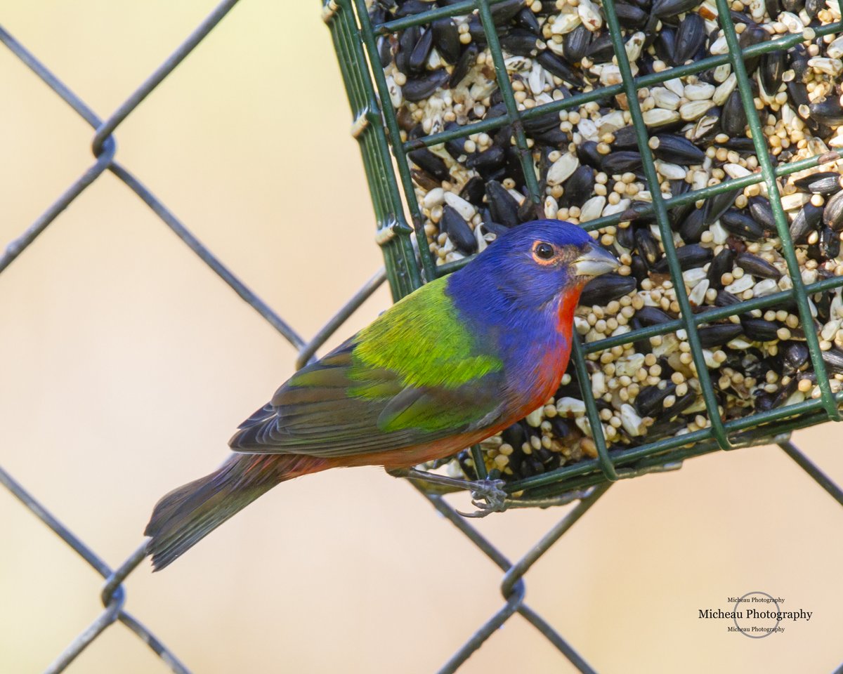 Painted Bunting
One of my favorite song birds. 
#painted 
#paintedbunting 
#BirdsOfTwitter 
#urbanbirding 
#urbanhunting