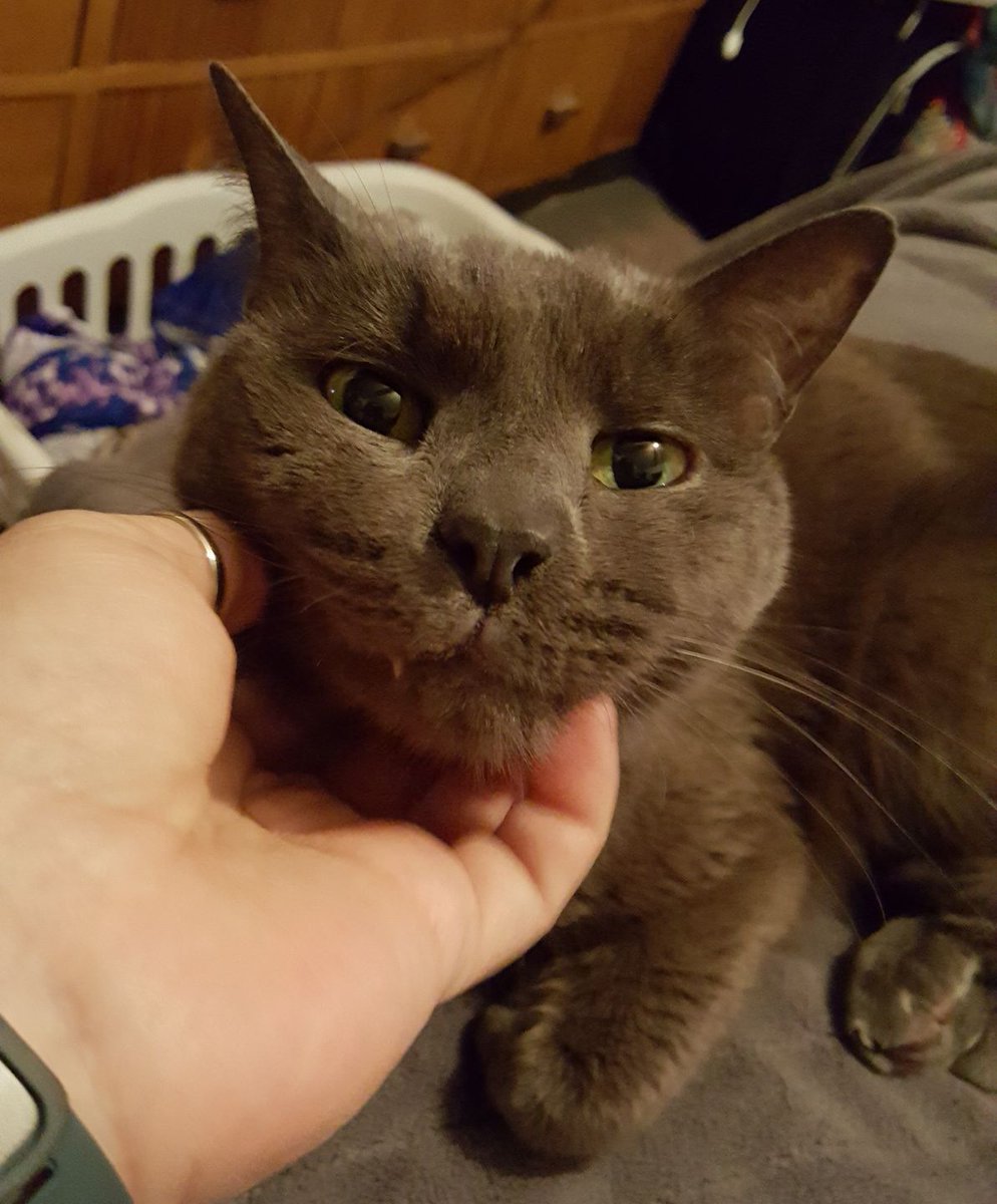 granmalalafell's tweet photo. To those who were blessed to see him in my streams, my dear sweet Smokey crossed the rainbow bridge during the night.

We are heartbroken, so please excuse me if I do not stream tomorrow. 

"If love could have saved you, you would have lived forever."

Smokey 2006-2023 https://t.co/Ot4b9LbvCj