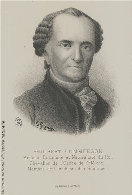 MuseeMaritimeNc's tweet photo. Il y a 250 ans  disparaissait Philibert #Commerson (1727 – 1773). Ce médecin de formation s’est très rapidement orienté vers sa passion l’étude des plantes. Botaniste reconnu par ses pairs, il est choisi pour l’expédition scientifique autour du monde de #Bougainville. https://t.co/1o4ZHdgnlH