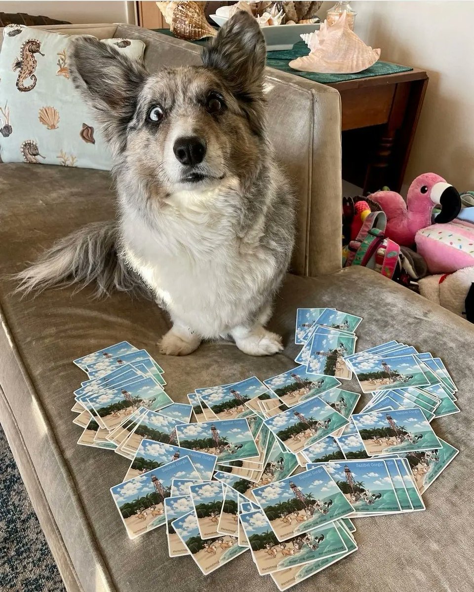 KaroleWithaK's tweet image. A Corgi-captivating fundraiser was started by Silver &amp;amp; mom Kelli King to help 2 #Sanibel nonprofits (CROW and the Shell Museum) - I donated &amp;amp; got my sticker from my fur-niece account.venmo.com/u/SanibelCorgi… 

#HurricaneIanRecovery #SWFLStrong #SanibelCorgis #CorgiFUNdraiser
