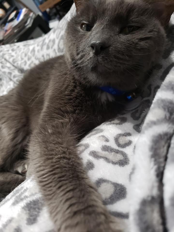 granmalalafell's tweet photo. To those who were blessed to see him in my streams, my dear sweet Smokey crossed the rainbow bridge during the night.

We are heartbroken, so please excuse me if I do not stream tomorrow. 

"If love could have saved you, you would have lived forever."

Smokey 2006-2023 https://t.co/Ot4b9LbvCj