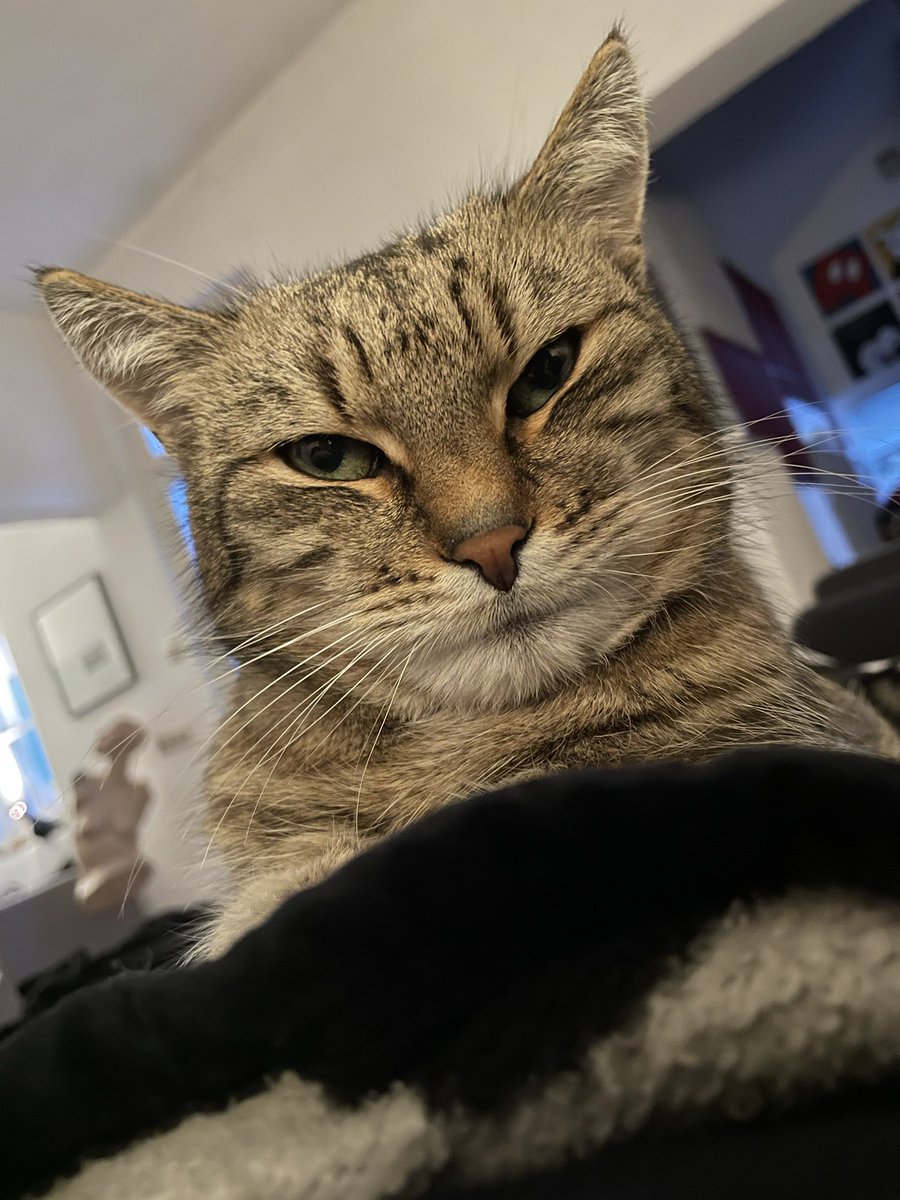 Hallo liebes #twitterrudel , so langsam groovt sich meine Nachfolgerin ein. Sie hat alle Katzenklappen (magnetisch zum Garten und auch die innen) kapiert 😺 nur futtertechnisch gibt es noch diverse Erziehungsanstrengungen - aber es wird. Die Bedienerin ist willig 😼