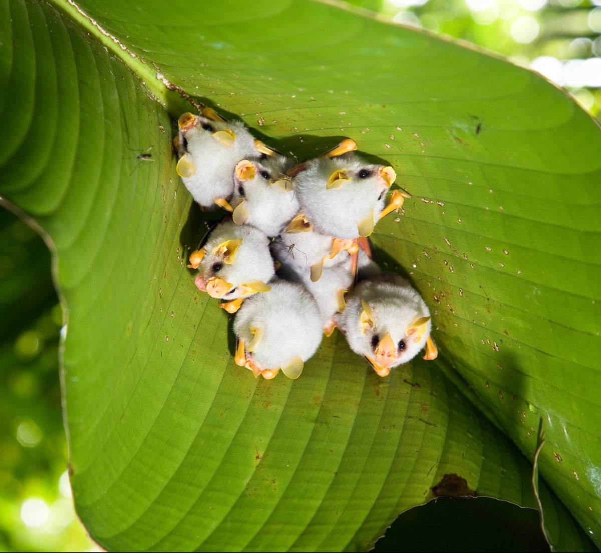 BatsDaily's tweet photo. LITTLE COTTON BALLS!!!! 🥰🦇 https://t.co/T898mSkUM9