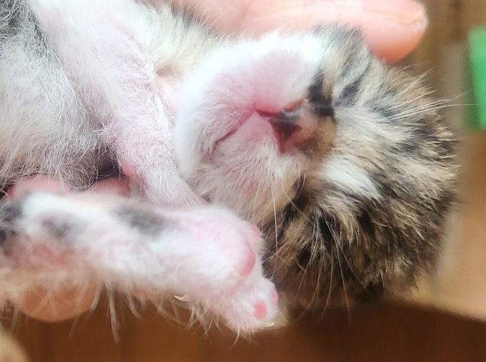 おはようございます！ お久しぶりですー。  最近、またしても育児放棄された仔猫の世話が日々のタスクに増えまして💦Twitter見るのも久しぶりです(笑)  今日も頑張りましょー☺️ 癒しをおすそ分け😊<a href="/tag/magicwand"class="tags"><span>#magicwand</span></a>