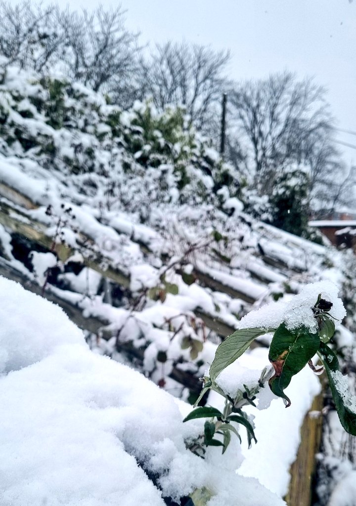HeatherWardLPT's tweet photo. ❄️📷 Some lovely shots of the snow from our photography sessions this week 📷❄️ 

@Raising_Health_ @LPTChair @LPTnhs @BradgateUnit @LPT_Activities @secretgardenuhl https://t.co/E7nMFWHcoR