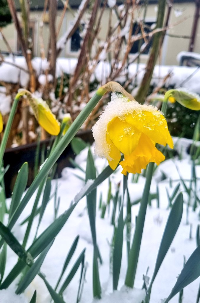 ❄️📷 Some lovely shots of the snow from our photography sessions this week 📷❄️ 

<a href="/Raising_Health_/">Raising Health</a> @LPTChair <a href="/LPTnhs/">Leicestershire Partnership NHS Trust</a> @BradgateUnit <a href="/LPT_Activities/">LPT Meaningful Activities</a> <a href="/secretgardenuhl/">@SecretGardenUHL</a>