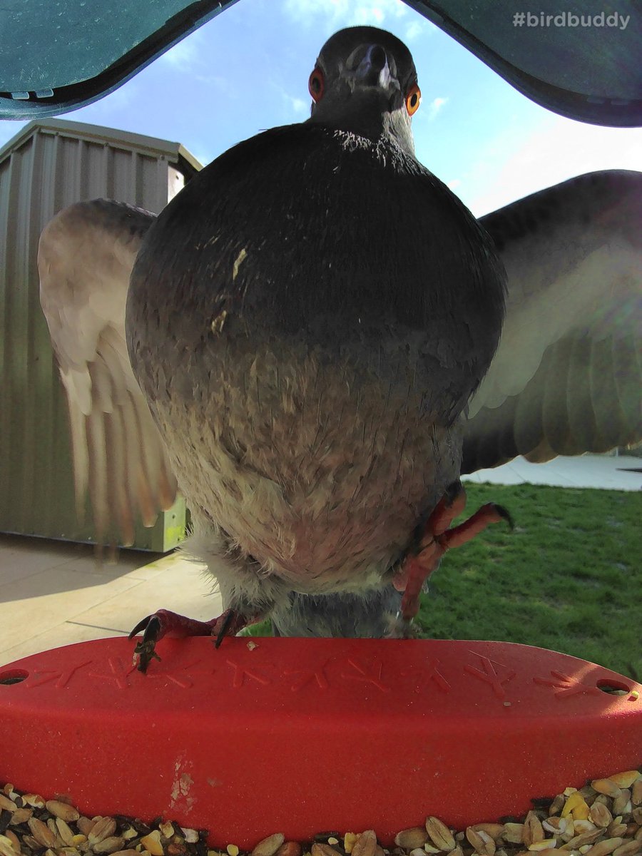 dara_pt's tweet photo. @mybirdbuddy Yip #fatbird #pigeon https://t.co/3btDeohzyQ